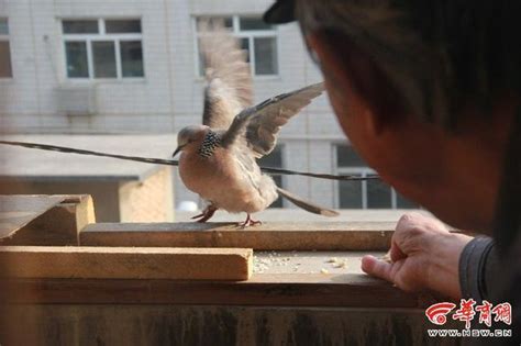 斑鳩飛到家裡代表什麼|斑鳩在窗檯做窩啥兆頭？斑鳩進家有哪些風水寓意？